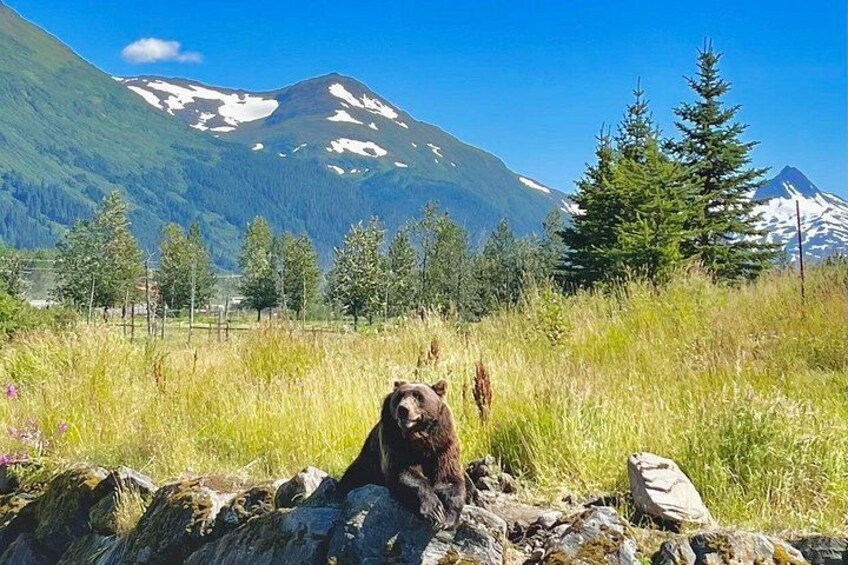 Un oso sentado sobre rocas en un campo cubierto de hierba, con montañas al fondo. 1
