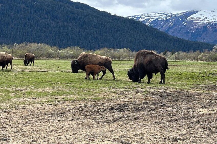 A herd of bison grazing in a field with mountains in the background. 2