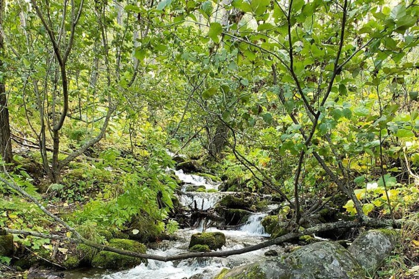 A forest stream with rocks and moss. 4