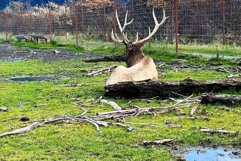 A large elk with prominent antlers resting on a log in a grassy field with a fence in the background. 3