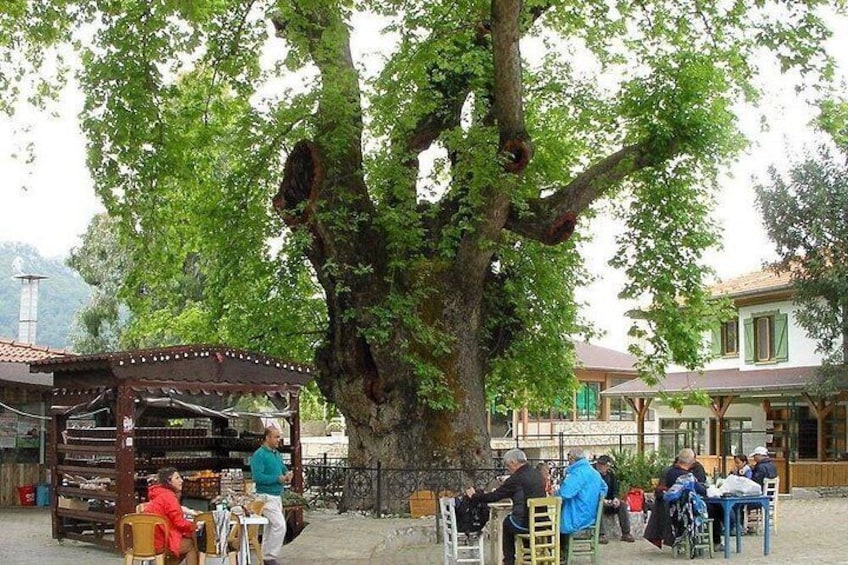 A large tree with a wooden structure around it, people sitting at tables, and buildings in the background. 1