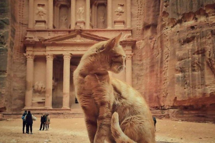 Private or Group Petra and wadi rum tour from Amman or Dead Sea 1