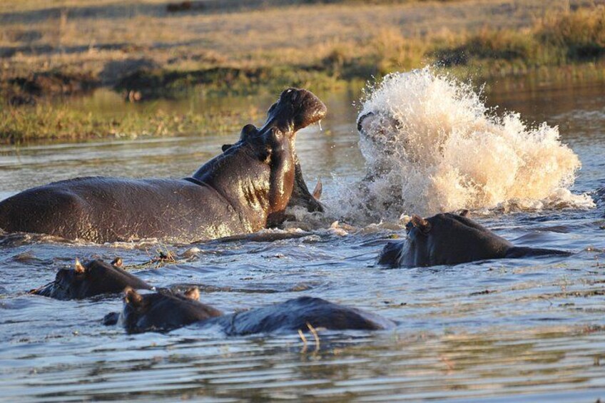 Hippos in a water body with one splashing water. 5