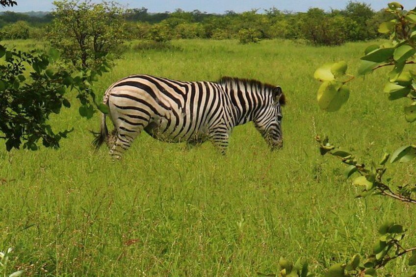 A zebra in a grassy field with trees in the background. 3