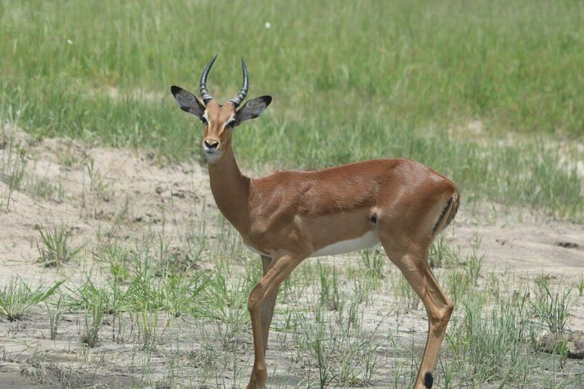 A gazelle standing on a grassy plain with sparse vegetation. 4