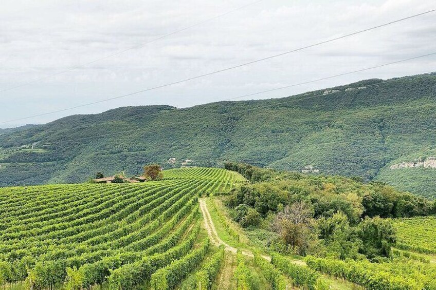 Tasting of Valpolicella Wines Tradition and Modernity