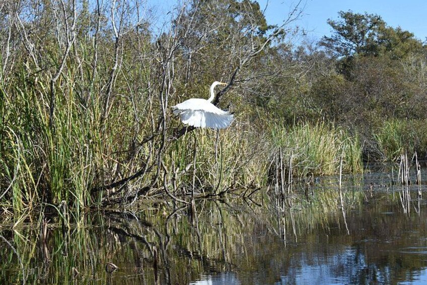 A white egret standing in a marshy area with tall grasses and trees in the background. 3