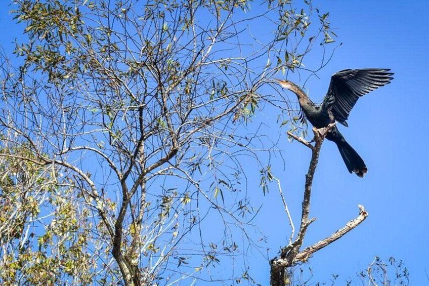 A bird perched on a tree branch with its wings spread, against a clear blue sky. 2
