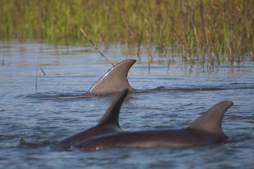 Deux dauphins nageant dans l’eau, avec des roseaux en arrière-plan. 3