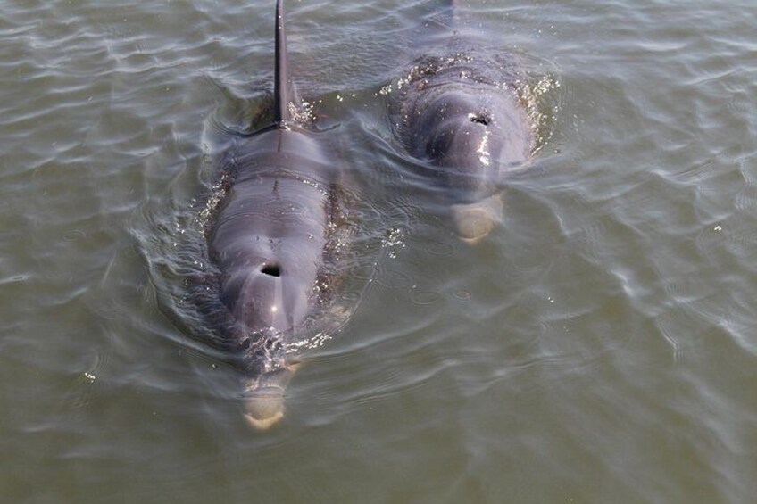 Deux dauphins nageant dans une eau trouble. 2
