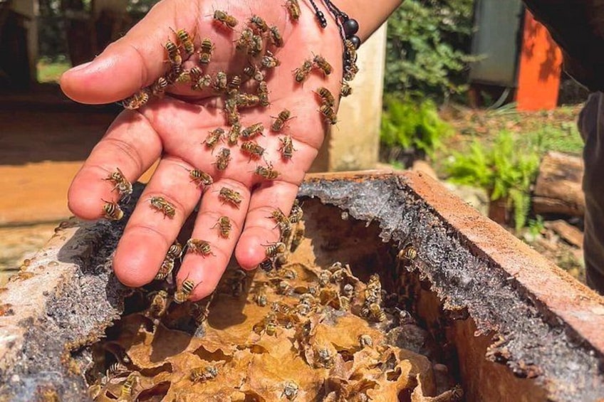 A hand holding bees near a beehive. 1