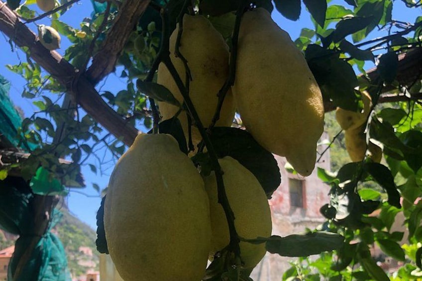 Des citrons pendent d’un arbre, avec un bâtiment en arrière-plan. 5