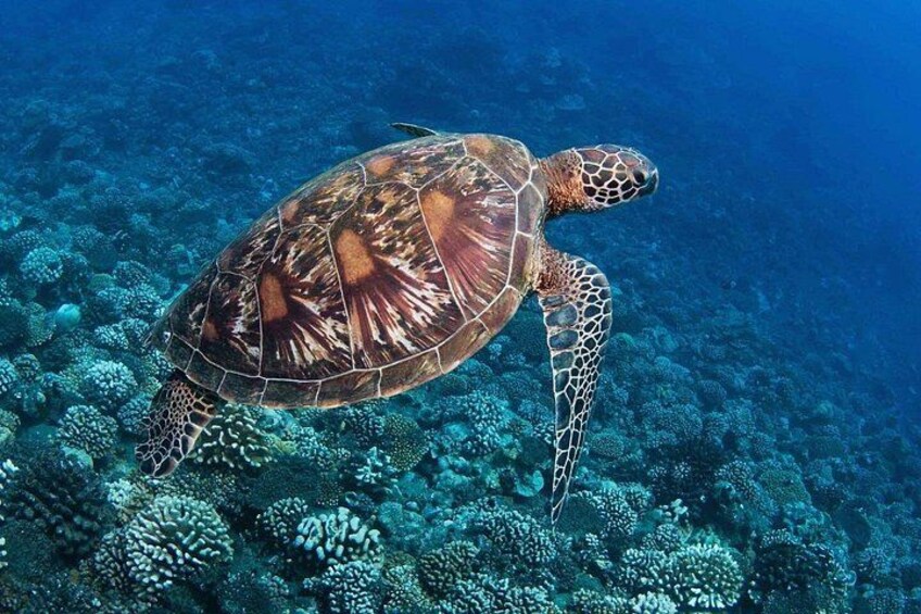 Private Mask and Snorkel Fins Tour 2