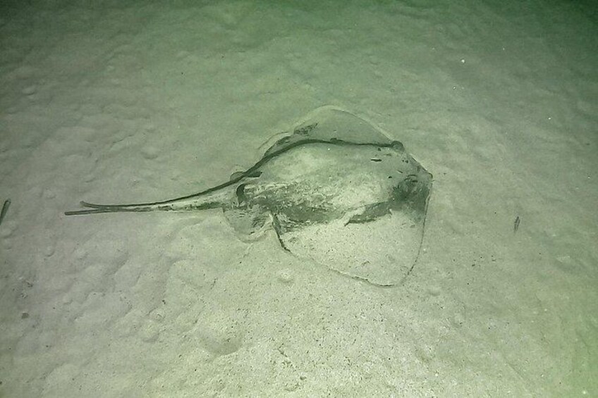 Night Snorkeling in Flamingo Beach Las Palmas 5