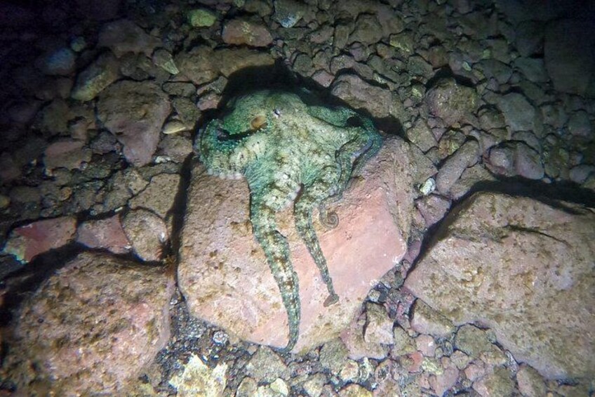 Night Snorkeling in Flamingo Beach Las Palmas 1