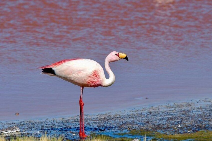 6 Days Private Tour Best of Bolivia with Flights 4
