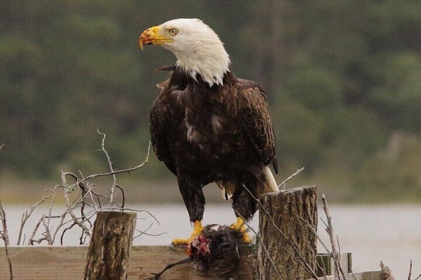 Chincoteague and Assateague Islands Birdwatching Private Tour