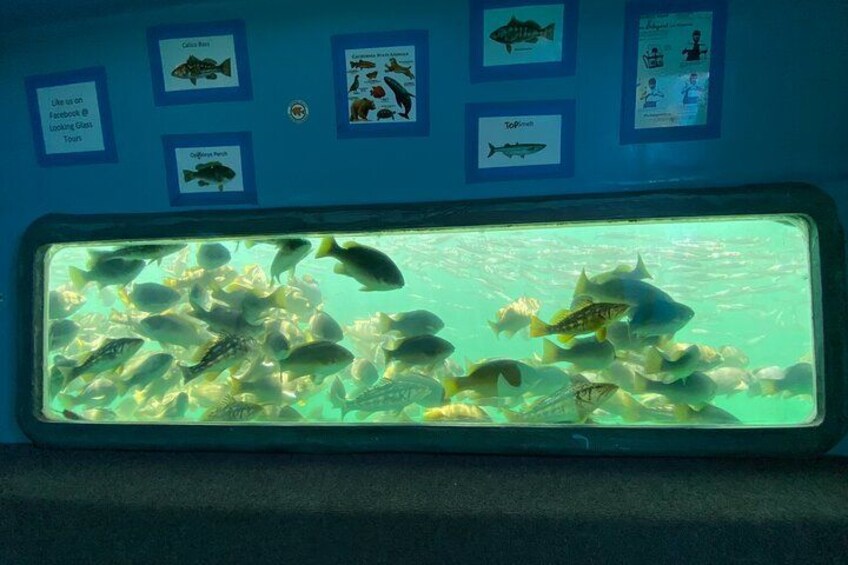 Glass Bottom Boat Ride in Redondo Beach 5