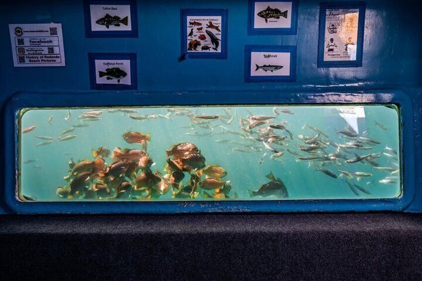 Glass Bottom Boat Ride in Redondo Beach 3