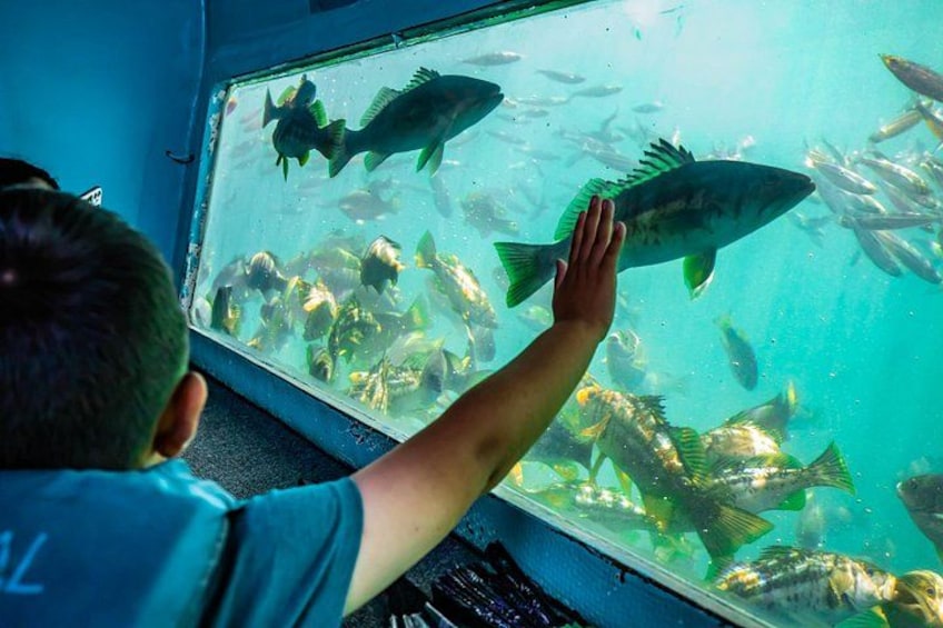 Glass Bottom Boat Ride in Redondo Beach 1