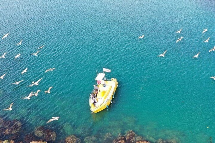 Glass Bottom Boat Ride in Redondo Beach 4
