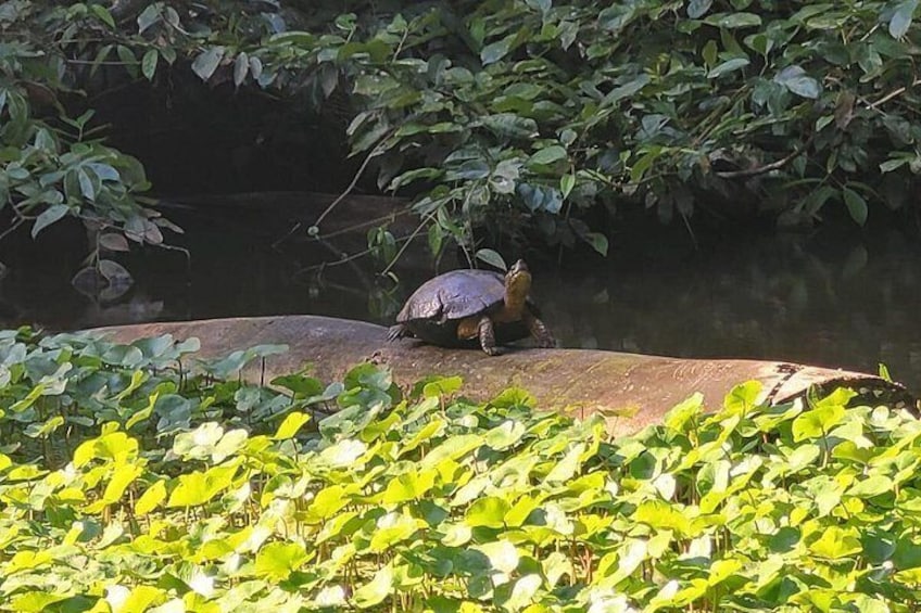 Canoe Boat Tour in Tortuguero Canal 2