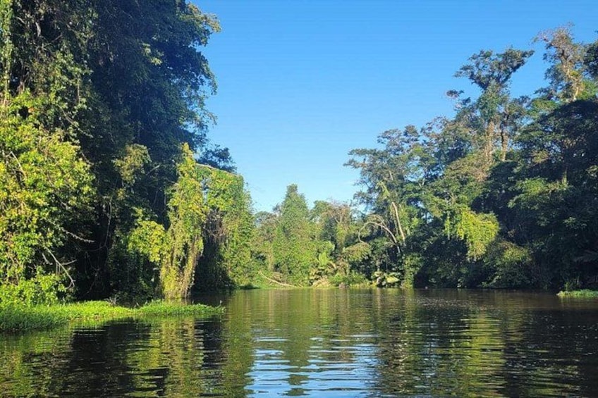 A calm river surrounded by dense greenery and trees. 3