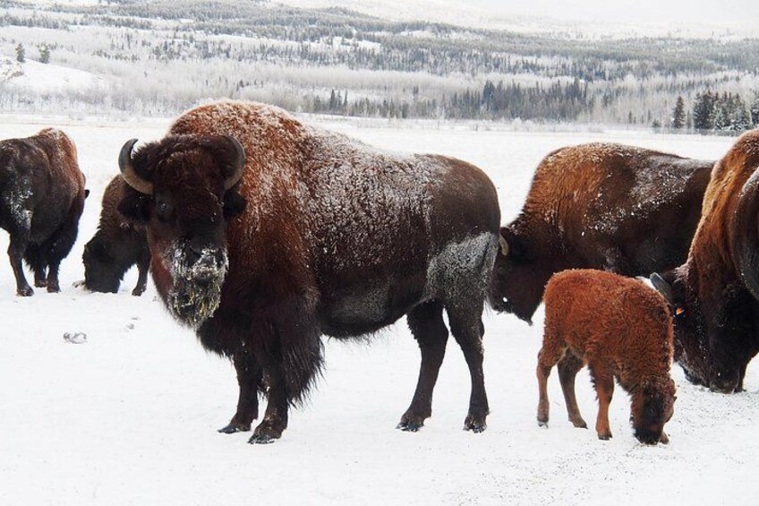 Bison 4