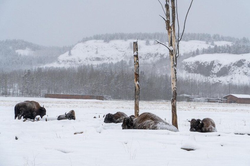 Paisaje nevado con bisontes descansando cerca de un árbol. 2