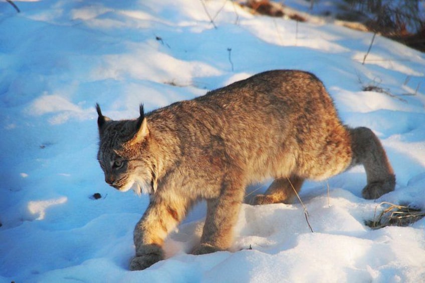 Lynx 5