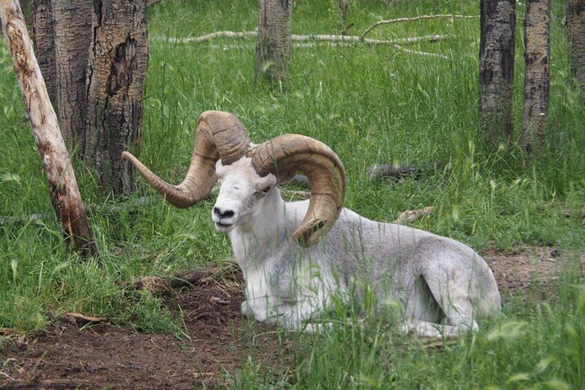 Thinhorn Sheep 3