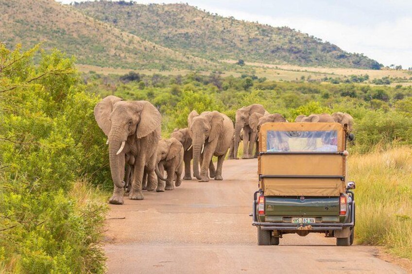A safari vehicle driving on a road with a herd of elephants. 1