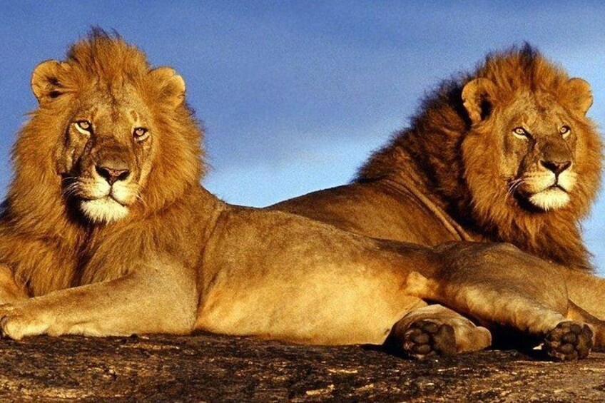 Two lions lying on the ground. 4