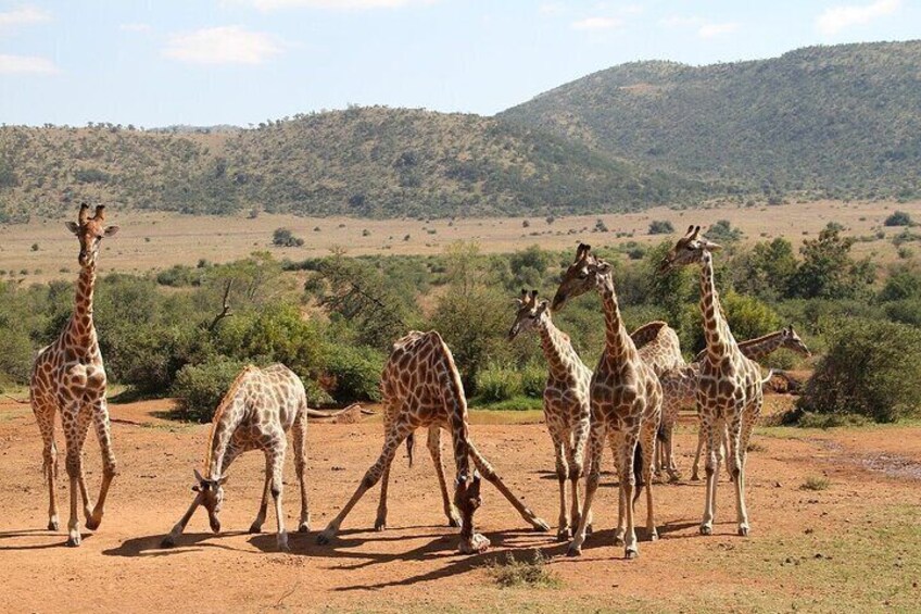 Pilanesberg National Park Full Day Safari Shared Tour from Johannesburg