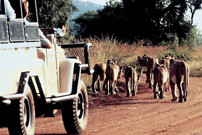A vehicle with people observing a herd of elephants on a dirt road. 2