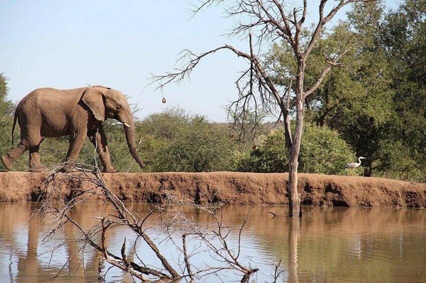 An elephant walking near a water body with trees and a bird in the background. 3