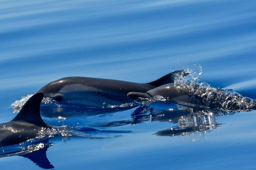 Picture 15 for Activity Savona: Exclusive Wildlife Cruise in the Pelagos Sanctuary 2