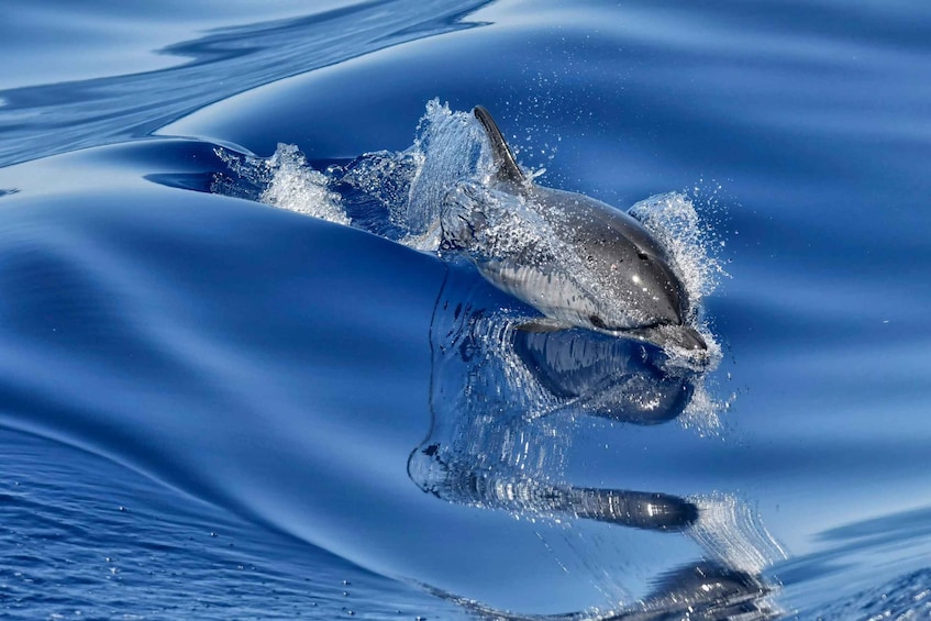 Picture 7 for Activity Savona: Exclusive Wildlife Cruise in the Pelagos Sanctuary 4
