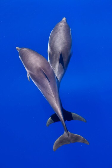Picture 16 for Activity Savona: Exclusive Wildlife Cruise in the Pelagos Sanctuary 4