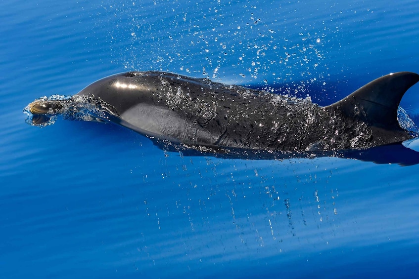 Picture 11 for Activity Savona: Exclusive Wildlife Cruise in the Pelagos Sanctuary 5