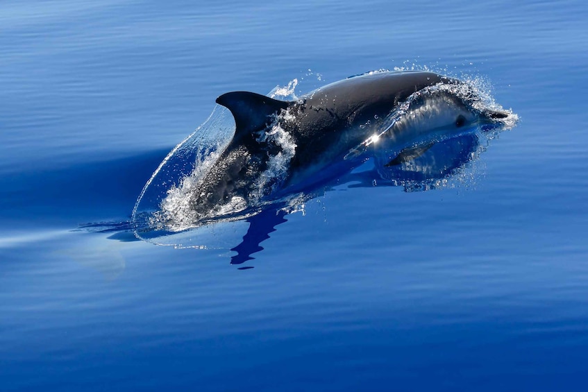 Picture 10 for Activity Savona: Exclusive Wildlife Cruise in the Pelagos Sanctuary 4