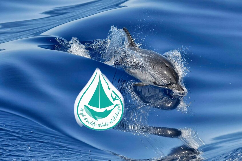 Savona: Sea Safari in the Pelagos Cetacean Sanctuary 1