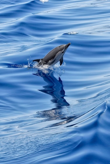 Picture 5 for Activity Savona: Exclusive Wildlife Cruise in the Pelagos Sanctuary 3