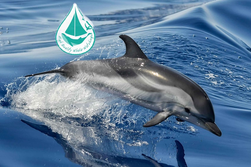 A dolphin leaping out of the water with a logo in the background. 1