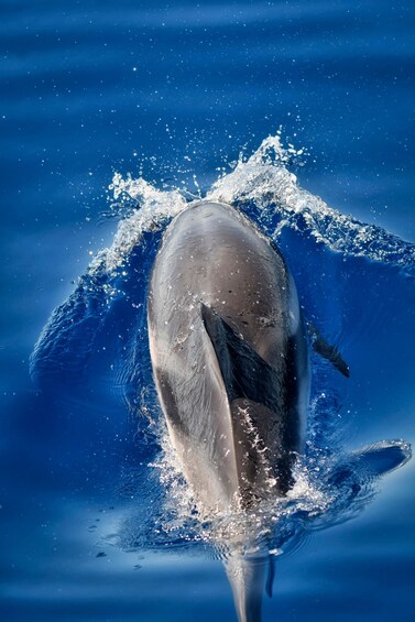Picture 14 for Activity Savona: Exclusive Wildlife Cruise in the Pelagos Sanctuary 5