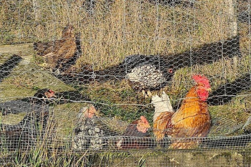 Ein Hühnerstall mit Drahtzaun und einigen Hühnern darin. 2