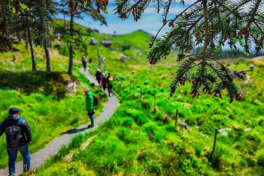 A hiking trail with people walking, surrounded by greenery and trees. 4