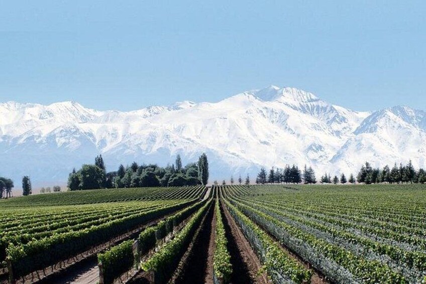 Full Day Private Guided Tour of Vinicolas de Mendoza 1