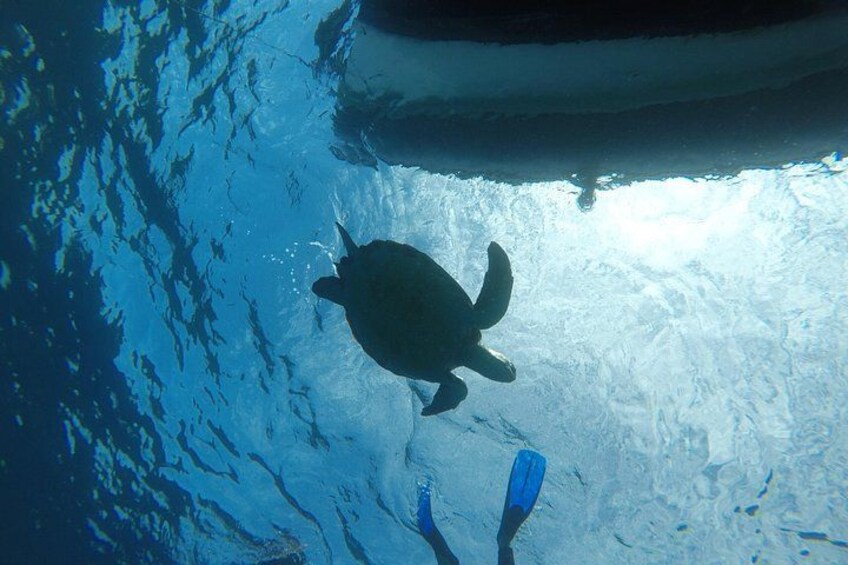 Une tortue nageant sous l’eau, on peut voir les palmes d’un plongeur. 3