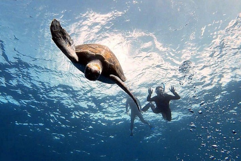 Snorkeling excursion in the Rayas and Turtles Zone 1